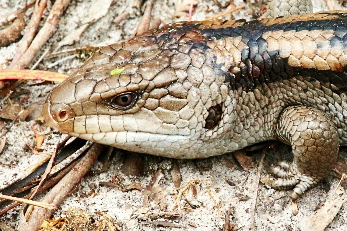 Blotched blue- tongued lizard ( Tiliqua nigrolutea  ) Portrait of Blotched blue- tongued lizard . Blotched Blue-tongued Lizard,Tiliqua nigrolutea