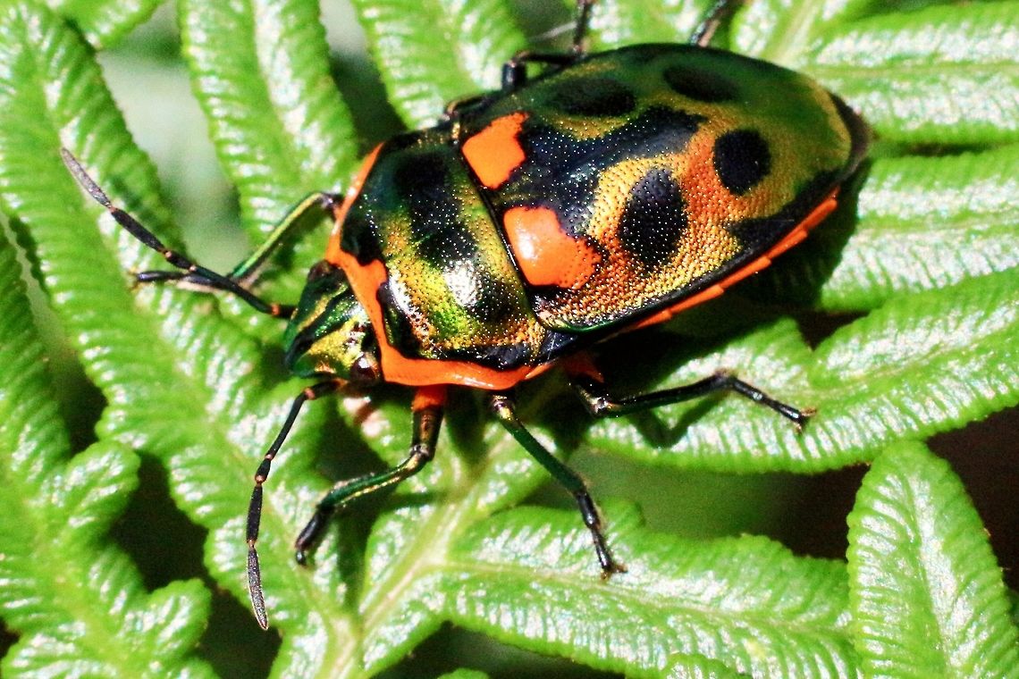 Jewel bug ( Scutiphora pedicellata) Found this one on bracken fern. Australia,Eamw jewel bugs,Geotagged,Scutiphora pedicellata,Skye,Spring