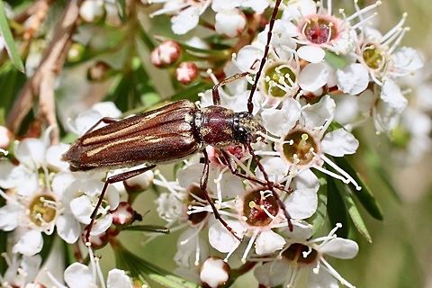 Flower Longicorn Beetle (Amphirhoe decora It is about 20 mm long with the antennae around 35 mm. Found feeding on Leptospermum flowers. Amphirhoe decora,Decora Longicorn Beetle