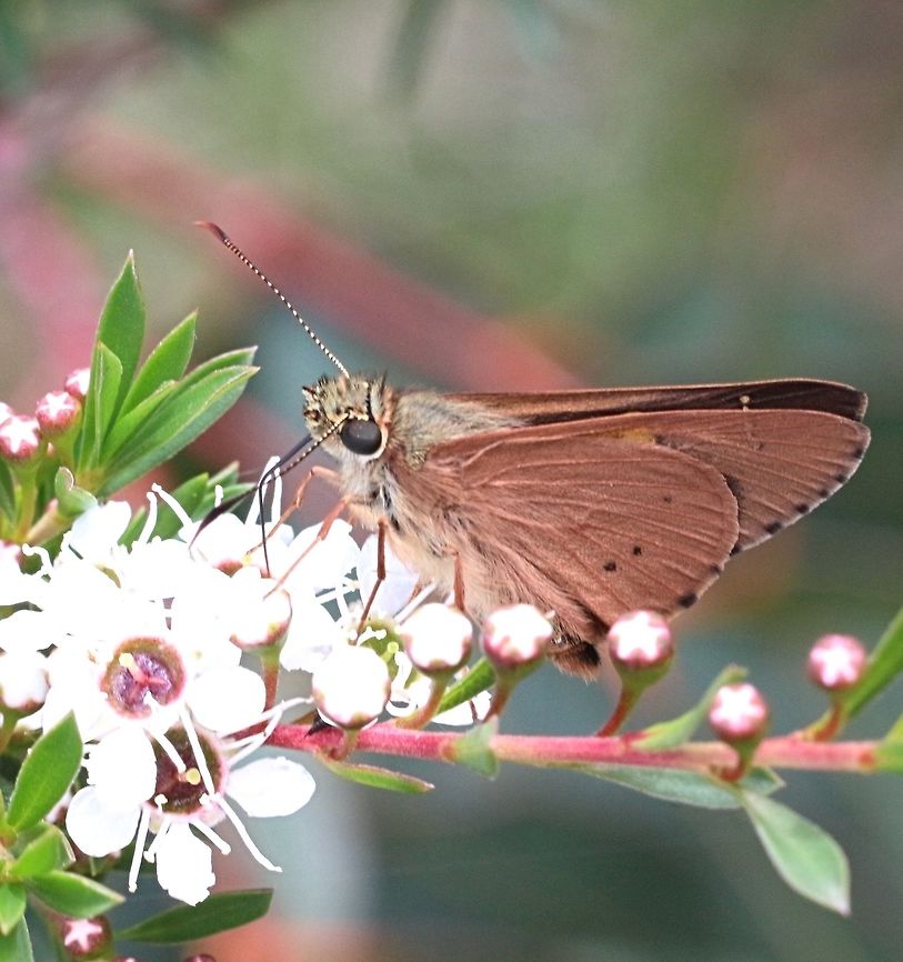 Flame Sedge -skipper (Hesperilla idothea  ) Feeding on Leptospermum flowers. Hesperilla idothea