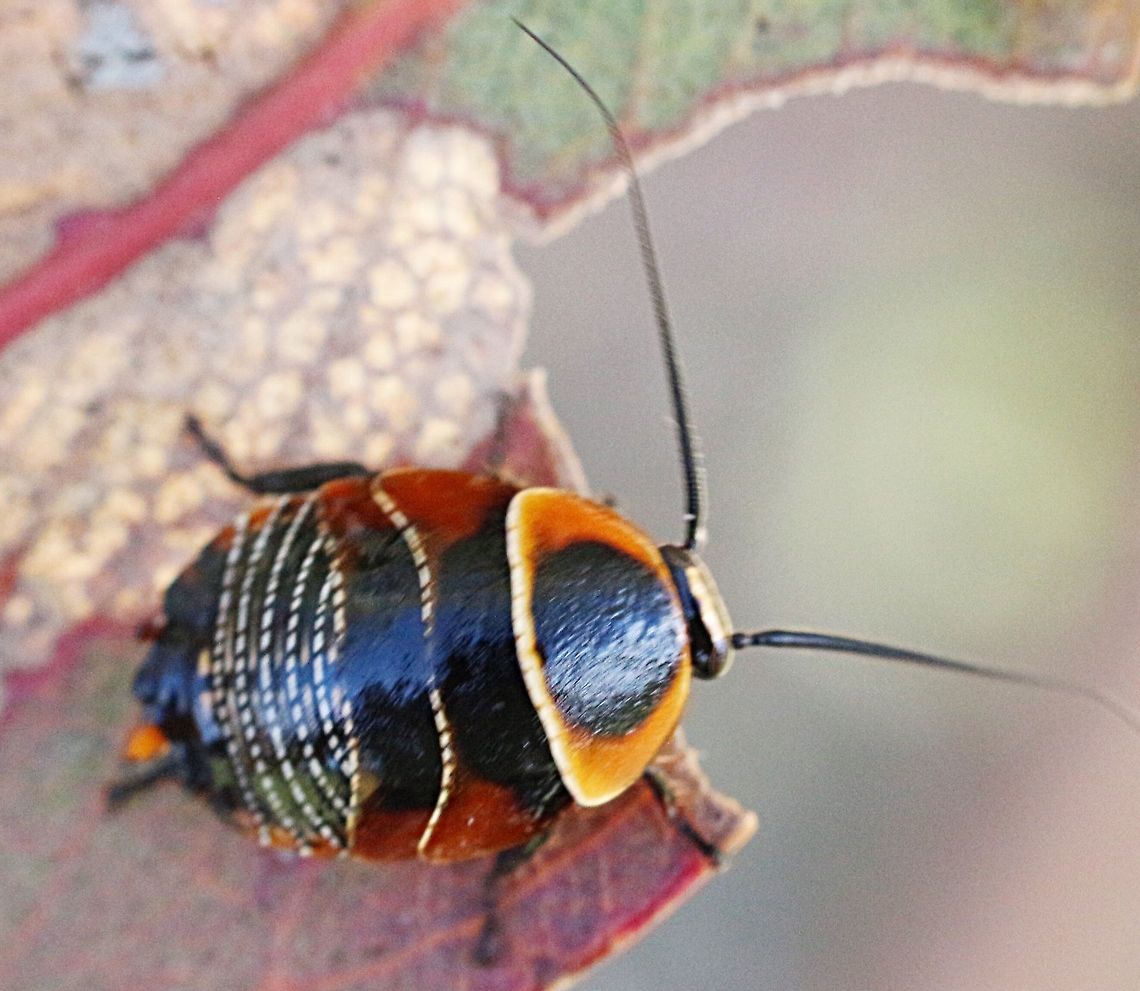 Australian Ellipsidion Cockroach ( Ellipsidion australe ) Possible 2 nd instar , approx 10 mm. Austral Ellipsidion Cockroach,Ellipsidion australe