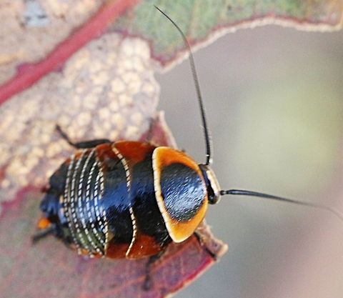 Australian Ellipsidion Cockroach ( Ellipsidion australe ) Possible 2 nd instar , approx 10 mm. Austral Ellipsidion Cockroach,Ellipsidion australe