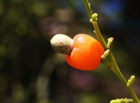 Cherry ballard ( Exocarpos cuppresiformis ) Sometimes also called native cherry or cypress cherry.
It resembles almost exactly the fruit of a cashew nut . Exocarpos cupressiformis