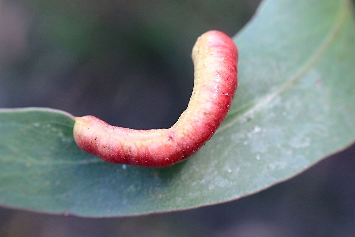 Gall unidentified but possibly Leptocybe invasa ? on eucalyptus leaf.