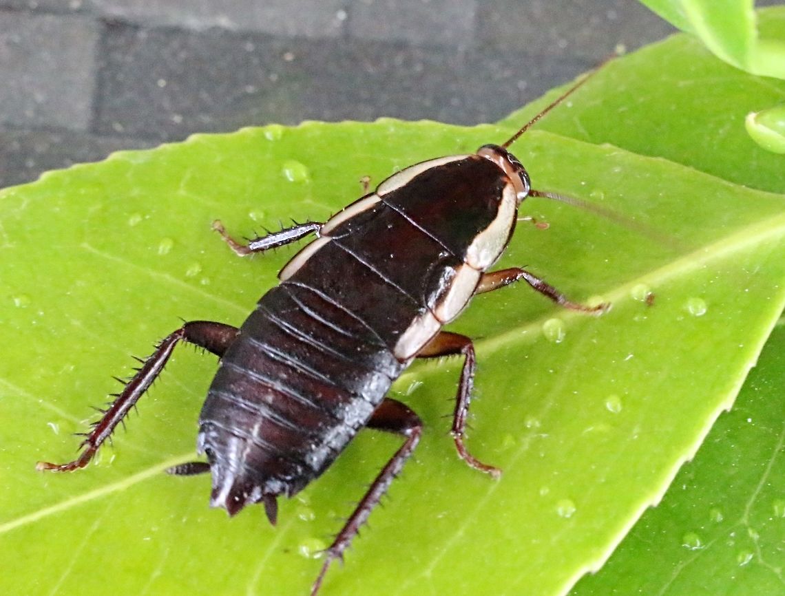 Common Methana or Barck cockroach nymph. ( Methana marginalis This specimen managed to get under my shirt during my nature walk yesterday, and whilst sitting at home I could feel it moving so this one was not photographed in its natural habitat .  Common Methana,Methana marginalis