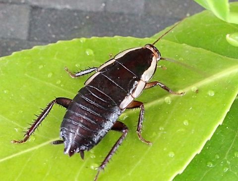 Common Methana or Barck cockroach nymph. ( Methana marginalis This specimen managed to get under my shirt during my nature walk yesterday, and whilst sitting at home I could feel it moving so this one was not photographed in its natural habitat .  Common Methana,Methana marginalis