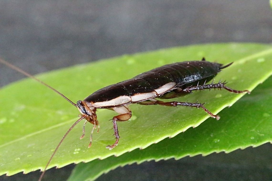 Common Methana or bark cockroach nymph ( Methana marginalis)  Common Methana,Methana marginalis