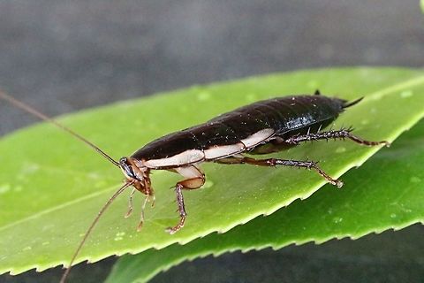 Common Methana or bark cockroach nymph ( Methana marginalis)  Common Methana,Methana marginalis