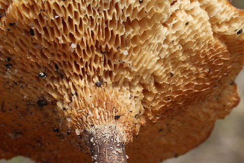 Coltricia cinamomea Showing the underside of this fungus. Coltricia cinnamomea