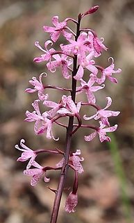 Rose hyacinth orchid (Dipodium roseum  Dipodium roseum,Rosy hyacinth orchid