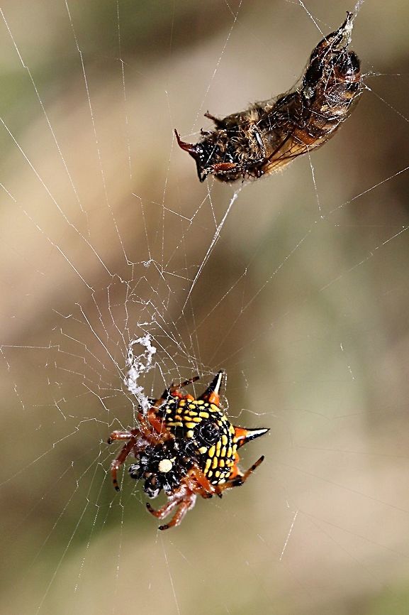 Jewel or Christmas spider ( Austracantha minax This female captured a honey bee and managed to wrap silk all around the bee to hold her secure until the spiders poison takes effect  Austracantha minax,Eamw spiders,Jewel spider