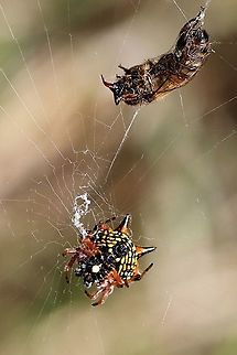 Jewel or Christmas spider ( Austracantha minax This female captured a honey bee and managed to wrap silk all around the bee to hold her secure until the spiders poison takes effect  Austracantha minax,Eamw spiders,Jewel spider