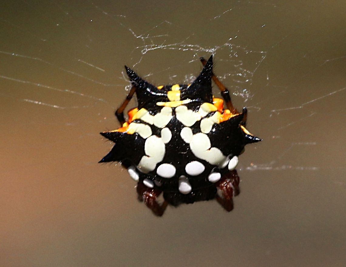 Jewel or Christmas spider (Austracantha minax) A female in the normal form. Austracantha minax,Eamw spiders,Jewel spider