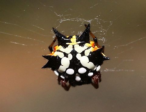 Jewel or Christmas spider (Austracantha minax) A female in the normal form. Austracantha minax,Eamw spiders,Jewel spider