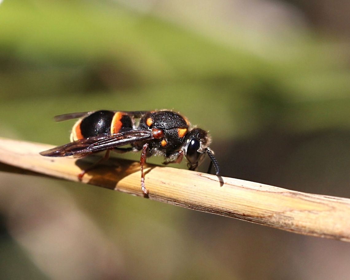 Large mud nest wasp possibly Apista Splendia . Approx. 20 mm in size with dark antenna. All images I checked I only noticed that Apista Splendia has yellow antenna. Australia,Geotagged,Summer