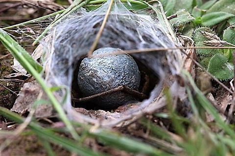 Egg sack of Union-Jack Wolfspider ( Tasmanicosa leuckartii )  Eamw spiders,Eamw wolf spiders,Tasmanicosa leuckartii