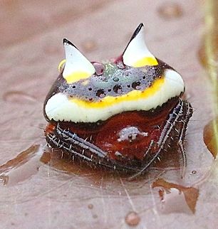 Two-spines Spider (Poecilopachys australis About 8 mm in size , found sitting on top of a leaf on a very rainy day near Sydney NSW Australia,Eamw spiders,Geotagged,Poecilopachys australasia,Spring,Two-spined spider