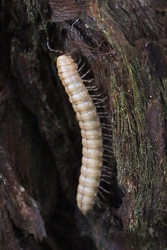 Unidentified species of millipede. Almost white in colour and about50 mm long.Found on eucalyptus tree bark after heavy rain. Australia,Geotagged,Spring