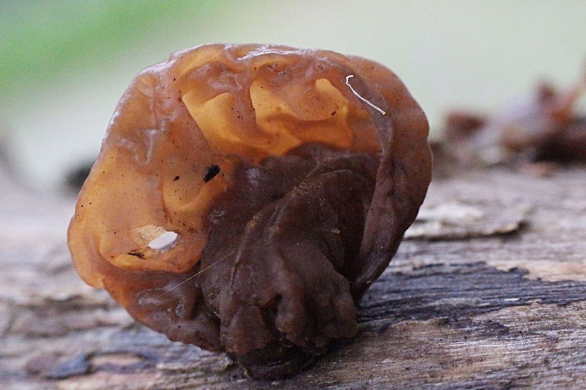 The jew&rsquo;s ear ( Auricularia auricula-judae Found growing on a dead branch of a Jacaranda tree. Auricularia auricula-judae,Australia,Geotagged,Jew's ear,Spring