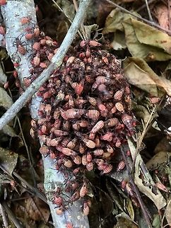 Soapberry bug nymphs ( Leptocoris tagalicus) Found many nymphs at different stages of development all congregating in a large patch of many hundreds on some leaf litter under a tree. There were also several adults amongst them.  Australia,Geotagged,Leptocoris tagalicus,Spring