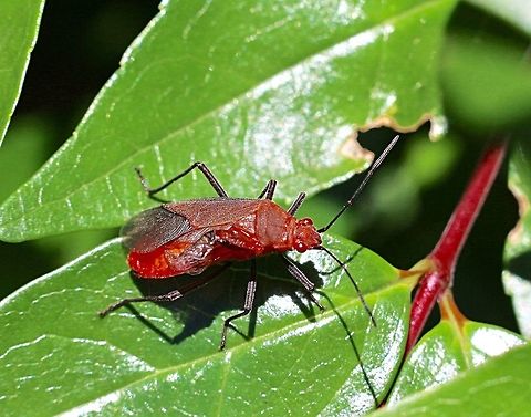 Leptocoris tagalicus