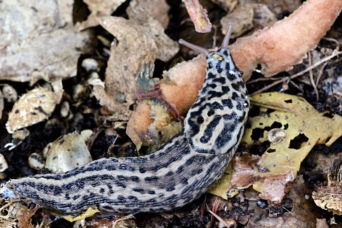 Leopard slug ( Limax Maximus ) Found this one living in a composting bin. Lots of food for it in there. Australia,Geotagged,Leopard slug,Limax maximus,Spring
