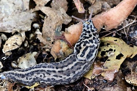 Leopard slug ( Limax Maximus ) Found this one living in a composting bin. Lots of food for it in there. Australia,Geotagged,Leopard slug,Limax maximus,Spring