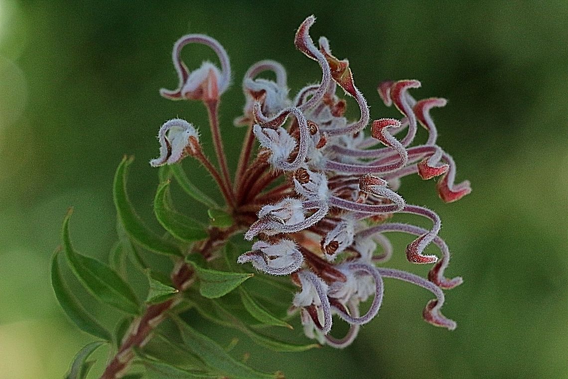 Grey Spider flower ( Grevillea buxifolia At first it looks like a wilted flower with its greyish colour from a distance. Only a closer inspection makes its delicate beauty obvious.<br />
 Australia,Geotagged,Grevillea buxifolia,Spring