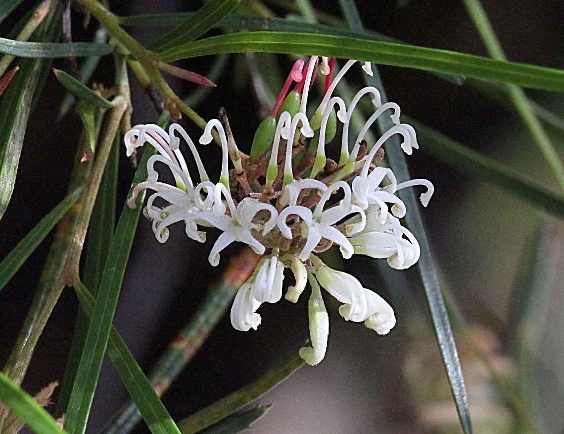 White spider grevillea (Grevillea linearifolia )  Australia,Geotagged,Grevillea linearifolia,Spring