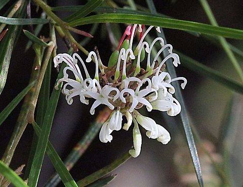 White spider grevillea (Grevillea linearifolia ) Australia,Geotagged,Grevillea linearifolia,Spring