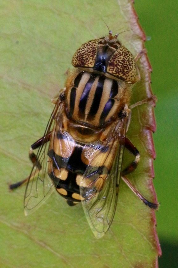 Native drone fly ( Eristalinus punctulatus )  Australia,Eristalinus punctulatus,Geotagged,Native drone fly,Spring