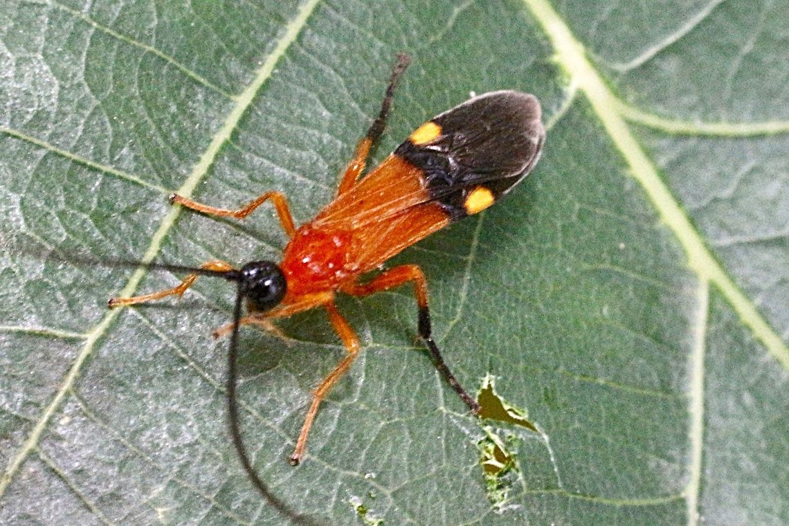 Unidentified braconid wasp. Very slow flying wasp , approximately 6 mm long. Australia,Geotagged,Spring