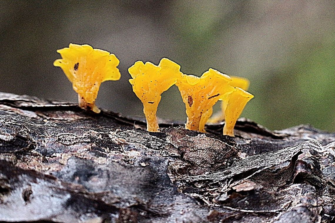 Dacryopinax spathularia. Only 10-12 mm high , growing on a dead branch in moist area. Australia,Dacryopinax spathularia,Geotagged,Spring