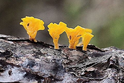 Dacryopinax spathularia. Only 10-12 mm high , growing on a dead branch in moist area. Australia,Dacryopinax spathularia,Geotagged,Spring
