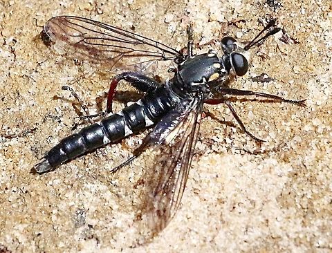 Unidentified fly. Fist it looked to me like a wasp but closer examination showed short antenna similar to flies. It was flying erratically over a sand patch on a track . The sand patch was used by hundreds of very small native bee species digging individual barrows.
I am not sure if that rather large fly was preying on the native bees.  Australia,Geotagged,Spring