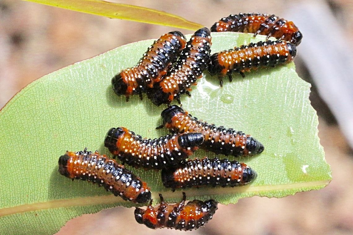 Paropsis variolosa Looks at first like a bunch of sawfly larvae. Australia,Geotagged,Paropsis variolosa,Spring