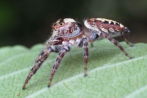 Garden jumping spider (Opisthoncus parcedentatus ) A female spout 9 - 10 mm long Australia,Eamw spiders,Garden jumping spider,Geotagged,Opisthoncus parcedentatus,Spring