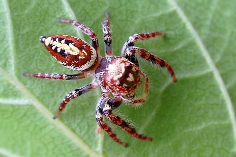 Garden jumping spider (Opisthoncus parcedentatus ) A female about 9-10 mm long . Australia,Eamw spiders,Garden jumping spider,Geotagged,Opisthoncus parcedentatus,Spring