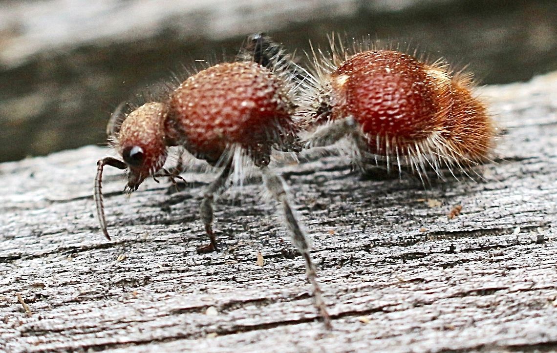 Wasp - genus Ephutomorpha The common name is velvet ant, but it is infact a species of was with the females being wingless. Observed her on a sandy patch with many small native bees burrowing tunnels in the sand . I at first was shire that it was one of the bees and don&rsquo;t know how I didn&rsquo;t notice that she had no wings. Also looked like an ant.  Australia,Geotagged,Spring