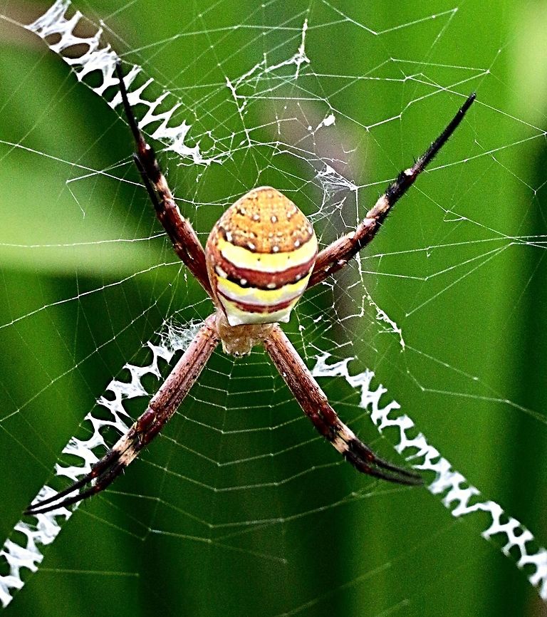 St.Andrews Cross spider  (Artillerie keyserlingi ) Common spider but alwise nice to find them.  Argiope keyserlingi,Australia,Eamw spiders,Eamw spiders Orbweavers,Geotagged,Spring,St Andrews Cross Spider
