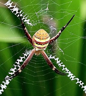 St.Andrews Cross spider  (Artillerie keyserlingi ) Common spider but alwise nice to find them.  Argiope keyserlingi,Australia,Eamw spiders,Eamw spiders Orbweavers,Geotagged,Spring,St Andrews Cross Spider