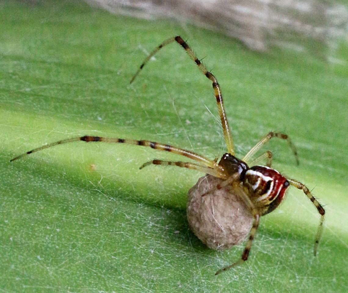Theridion pyramidale- with her egg sack  Australia,Eamw spiders,Geotagged,Spring,Theridion pyramidale
