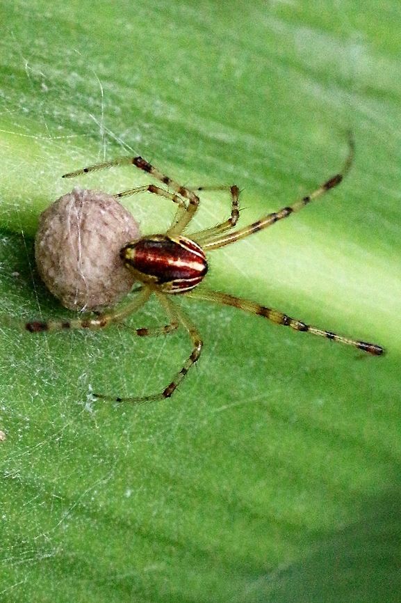 Theridion pyramidale A tiny spider (3 mm body) with her egg sack . The spider had just a few strands of webbing on the underside of a leaf and her egg sack was attached to that. She would not leave the eggs . Australia,Eamw spiders,Geotagged,Spring,Theridion pyramidale