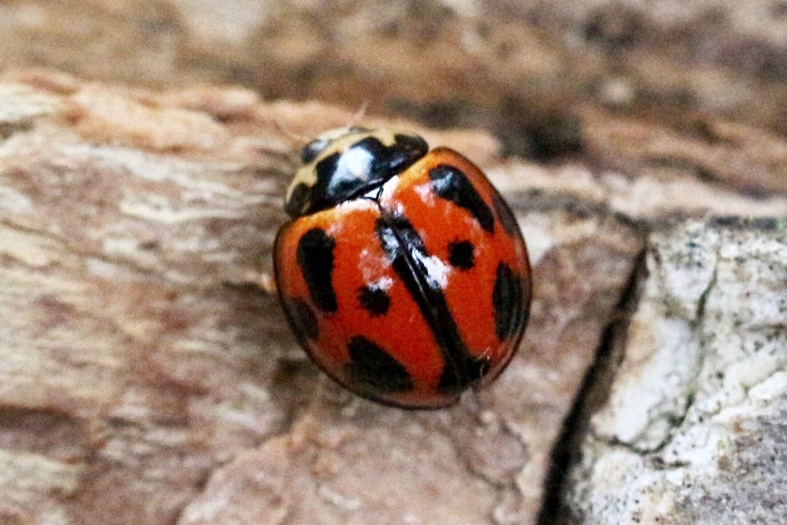 Common Australian Ladybird (  Coelophora inaequalis )  Australia,Coelophora inaequalis,Common Australian Ladybird,Geotagged,Spring