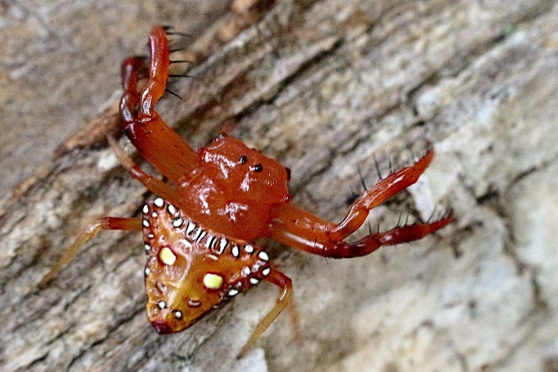Triangular Spider ( Arkys lancearius )  Arkys lancearius,Australia,Eamw spiders,Fall,Geotagged,Spring