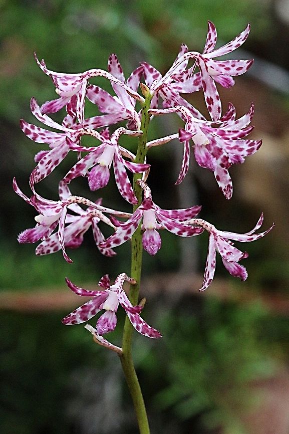 Purple Hyacinth Orchid ( Diodium punctatum )  Australia,Blotched hyacinth orchid,Dipodium punctatum,Geotagged,Spring