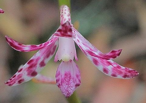 Purple Hyacinth Orchid ( Diodium punctatum)  Australia,Blotched hyacinth orchid,Dipodium punctatum,Geotagged,Spring