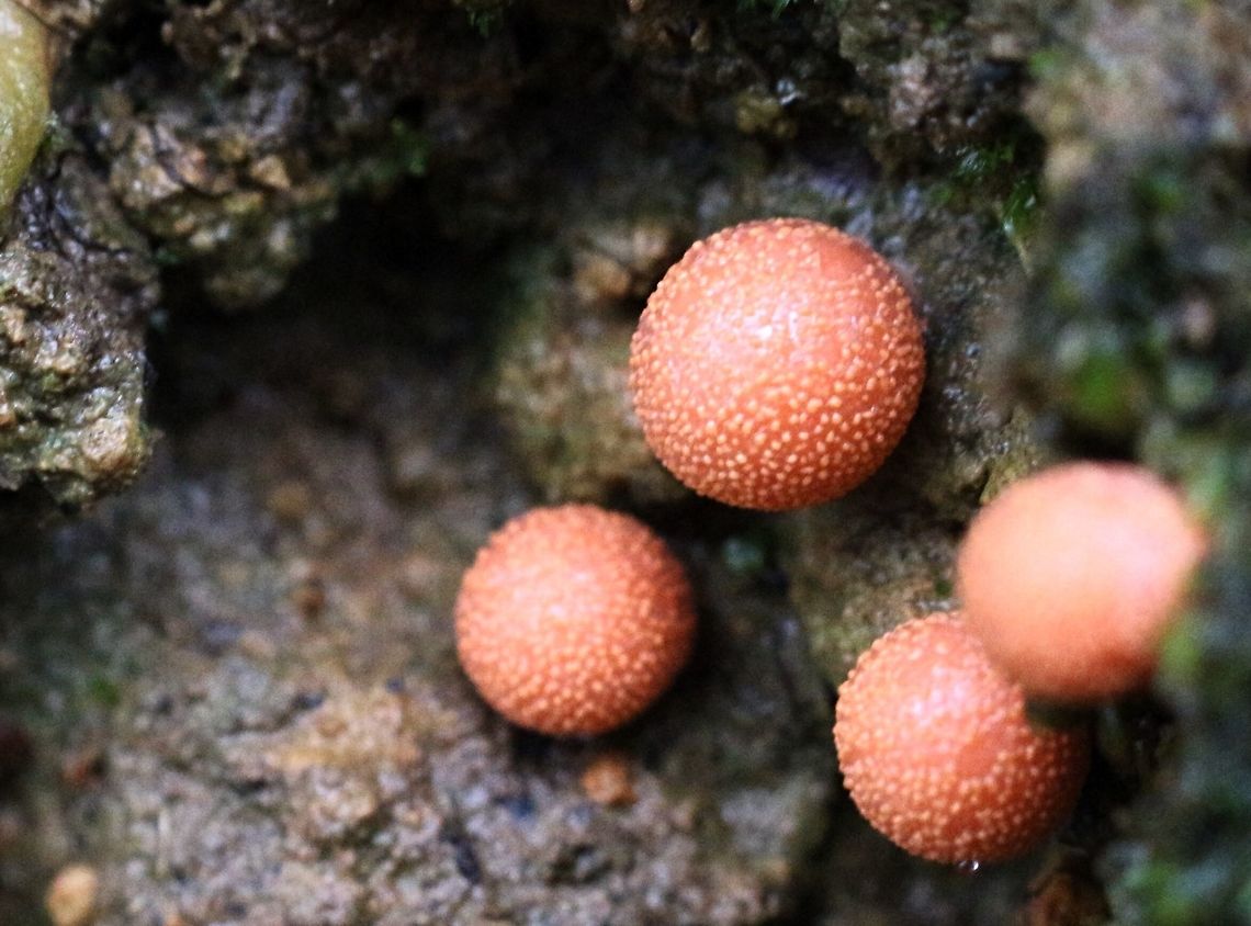 Wolf‘s milk ( Lycogala epidendrum ) Slime mold growing on plant material in soil Australia,Geotagged,Lycogala epidendrum,Spring,Wolf's milk