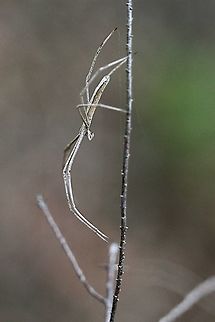 Net - casting spider ( Deinopis subrufa ) Female net-Casting spider approximately 22 mm long. Australia,Deinopis subrufa,Eamw spiders,Geotagged,Spring