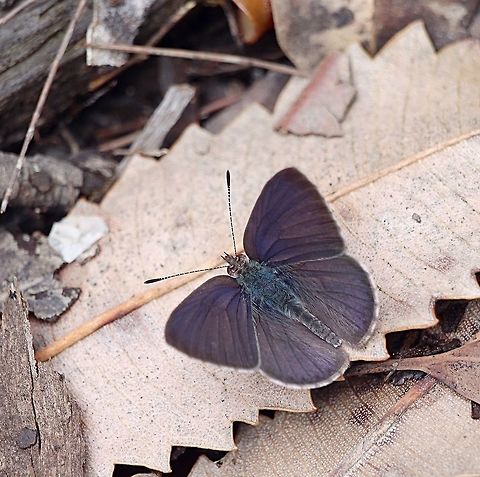 Rayed blue ( Candalides heathi ) Australia,Candalides heathi,Eamw butterflies,Geotagged,Spring